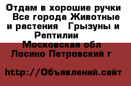 Отдам в хорошие ручки - Все города Животные и растения » Грызуны и Рептилии   . Московская обл.,Лосино-Петровский г.